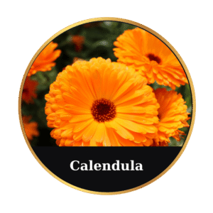 Calendula