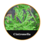 Tonic Horse Chestnut Beeswax Ointment 50ml by MrQ - Τονωτική Κηραλοιφή με Ιπποκαστανιά - Image 14