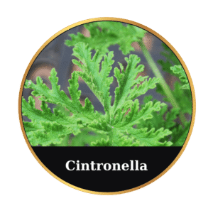 Cintronella