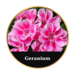 Tonic Horse Chestnut Beeswax Ointment 50ml by MrQ - Τονωτική Κηραλοιφή με Ιπποκαστανιά - Image 17