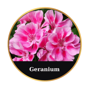 Geranium