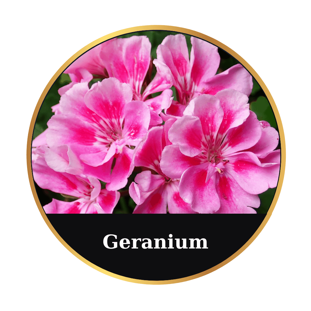 Geranium