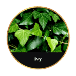 Tonic Horse Chestnut Beeswax Ointment 50ml by MrQ - Τονωτική Κηραλοιφή με Ιπποκαστανιά - Image 22